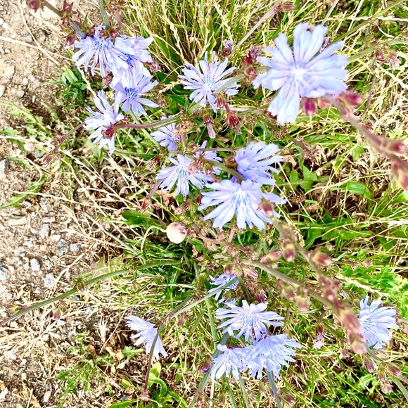 Meet your Posher, Wendy - Picture 1 of 1